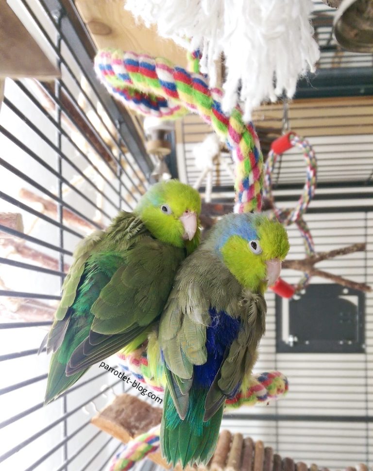 What is a Parrotlet? General Information about Parrotlets Parrotlet Blog