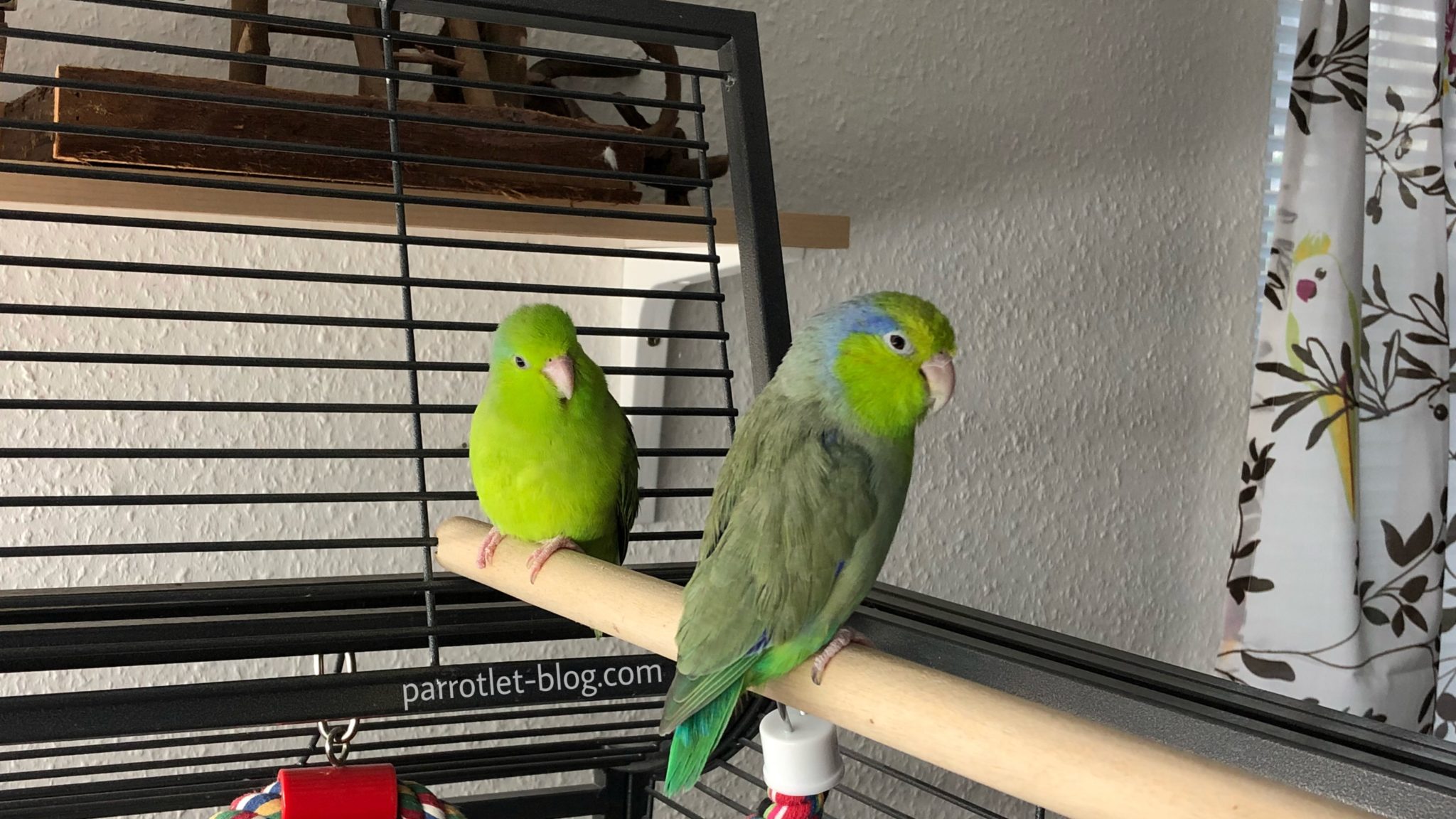 parrotlet on a cage