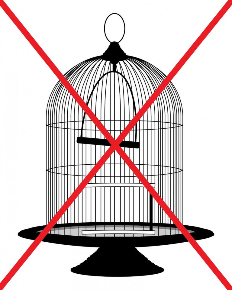 Parrotlet Cage What Size and Shape is Perfect? ParrotletBlog