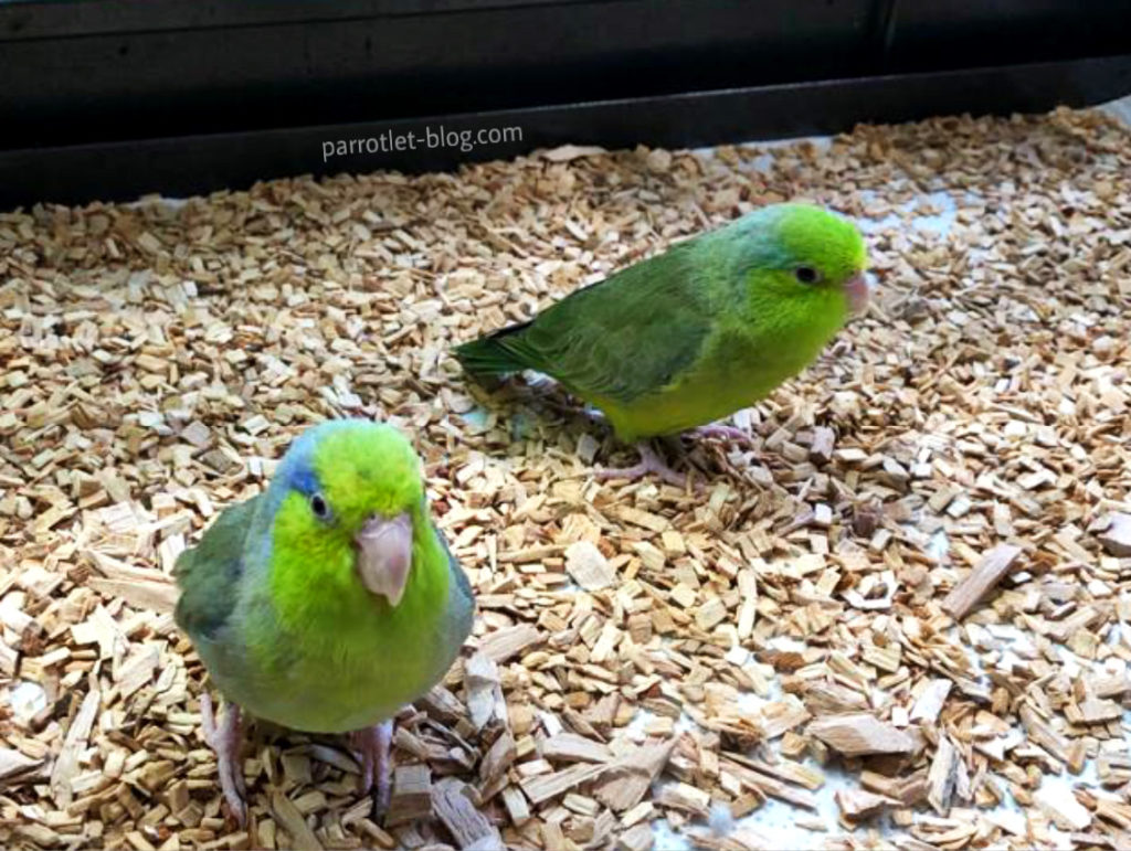 cage bedding for parrotlets