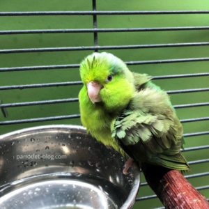 Cage Setup for Parrotlets - Parrotlet-Blog - Parrotlet Dust Baths For Foot Problems