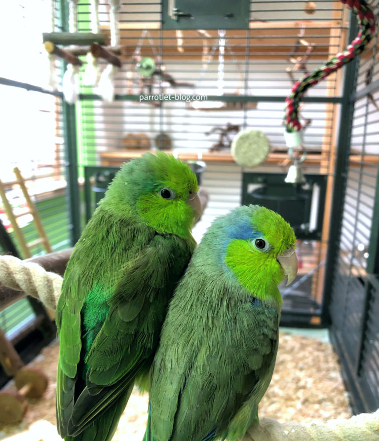 Cage Setup for Parrotlets ParrotletBlog
