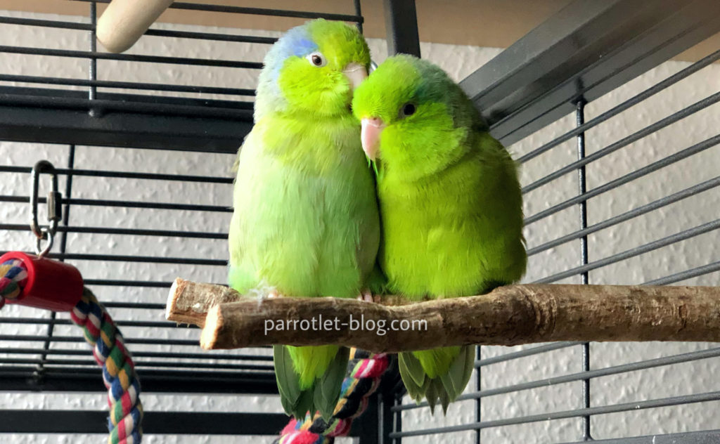 Parrotlet sleeping perch